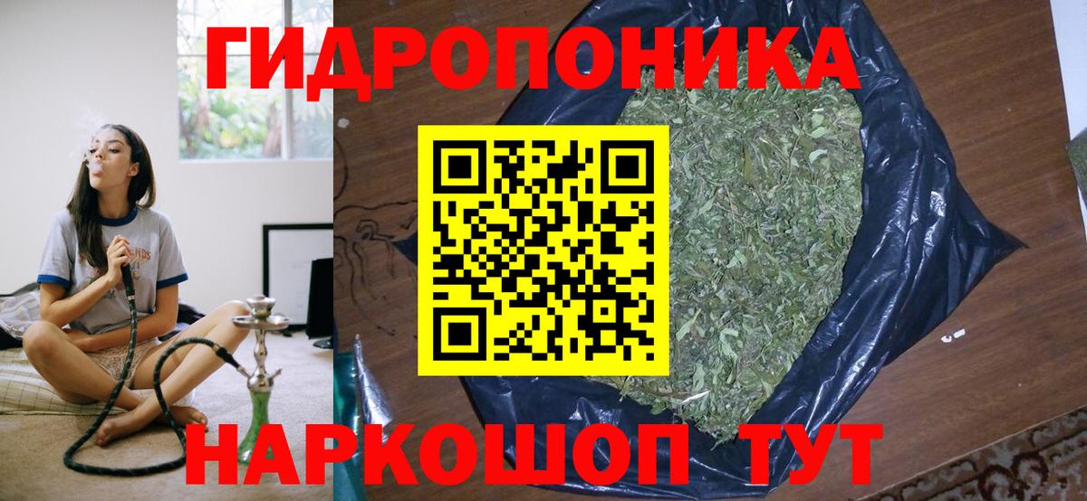 Канабис сатива Новокубанск